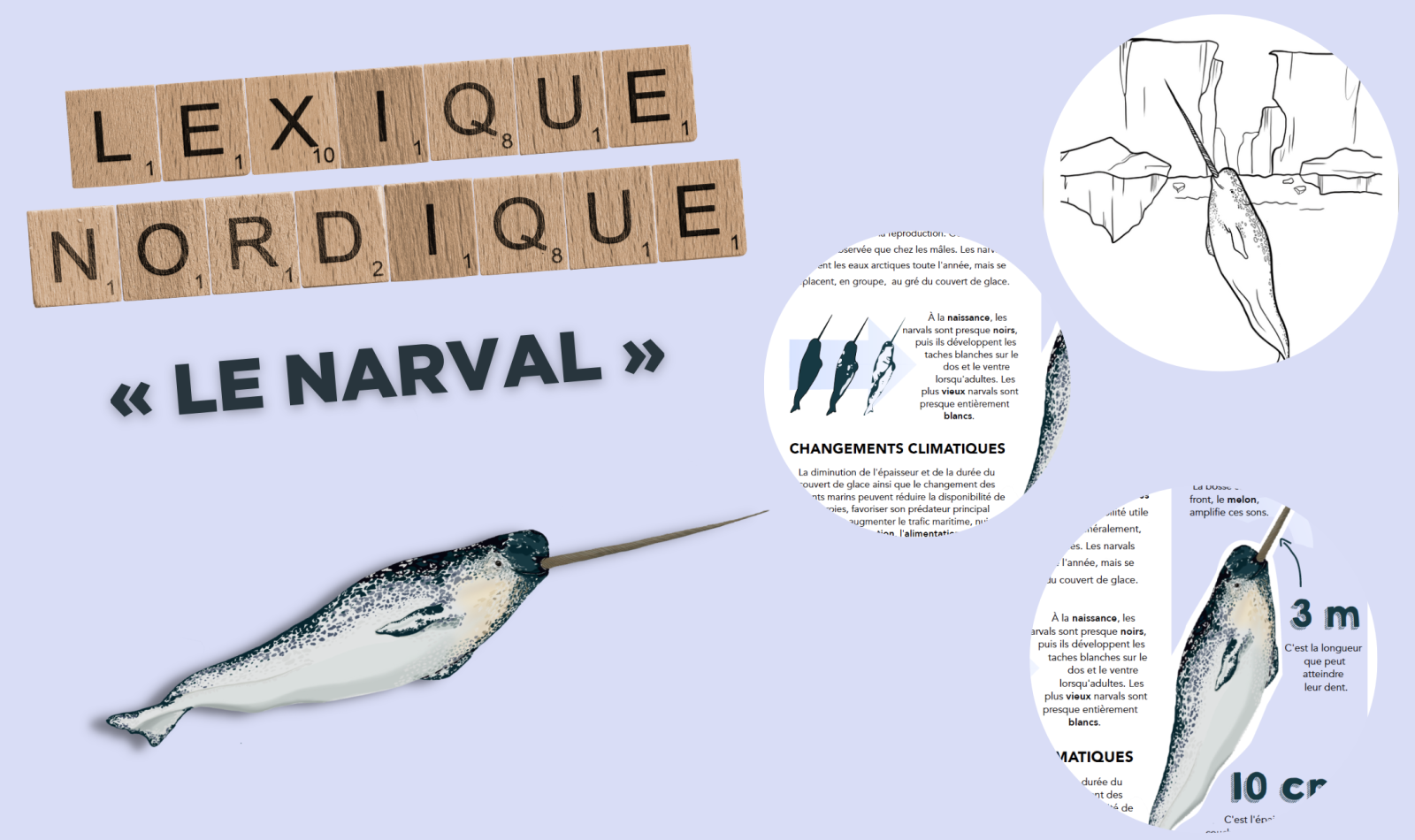 lexique-nordique-narval