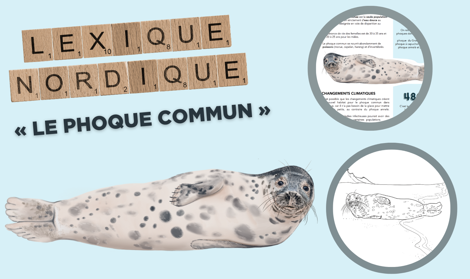 phoque-commun