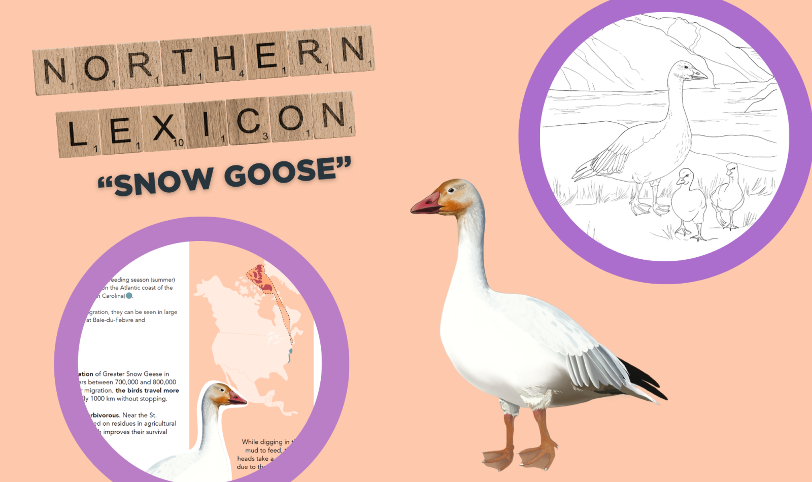 greater-snow-goose