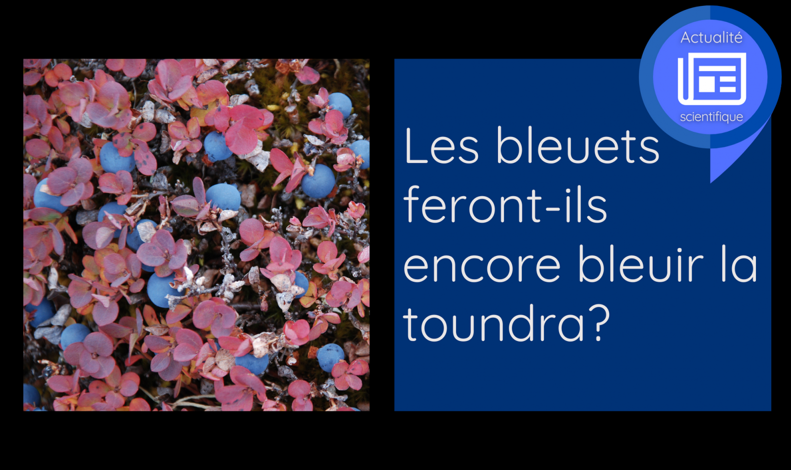 les-bleuets-feront-ils-encore-bleuir-la-toundra