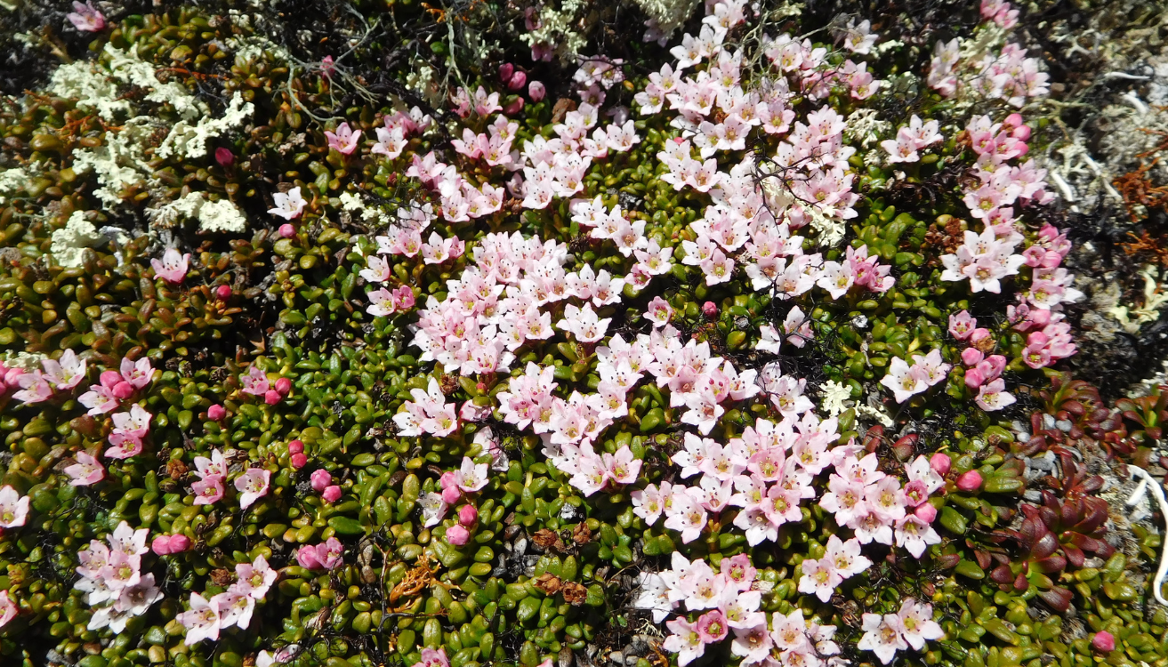 fleurs