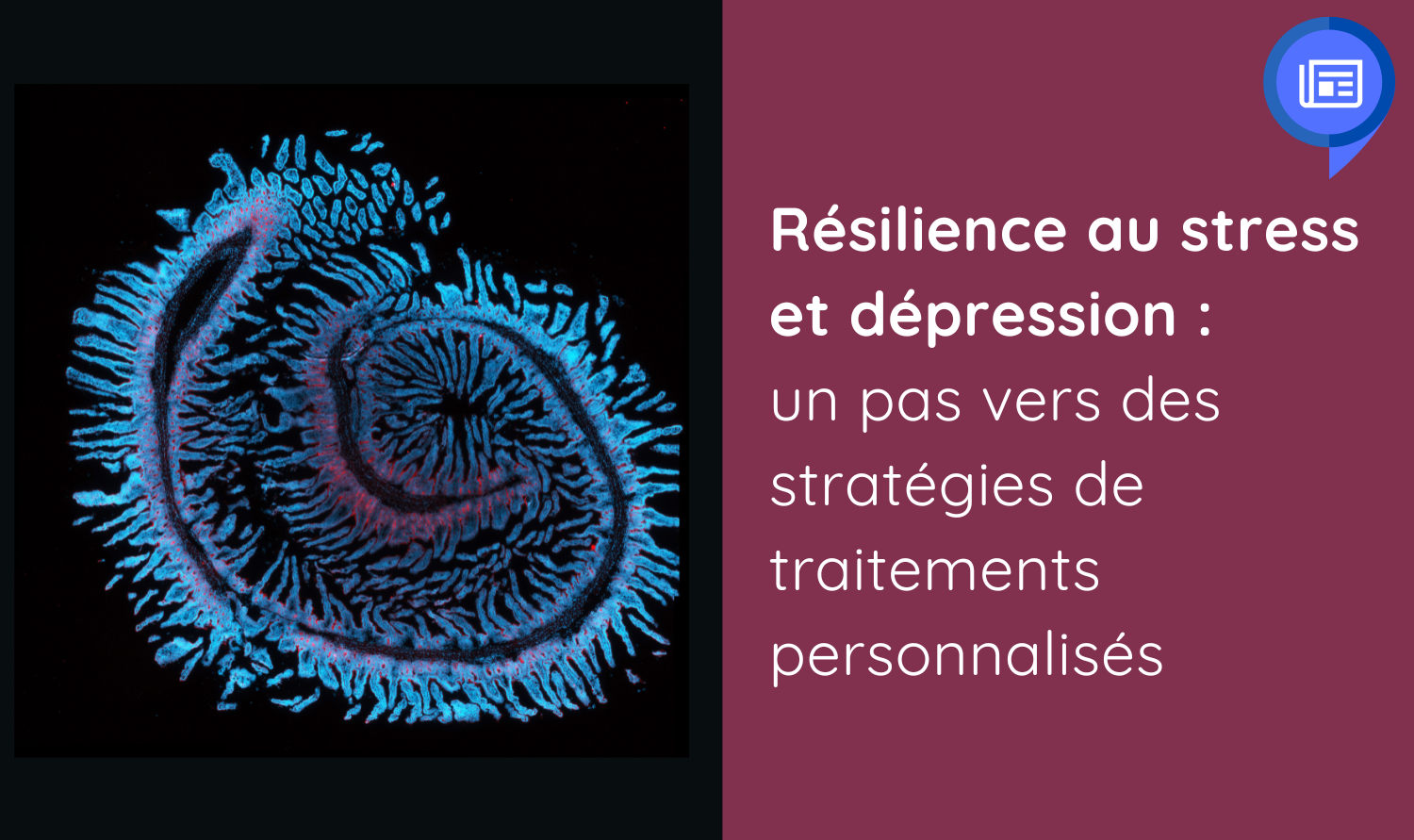 Visualisation des cellules épithéliales de la barrière d’un intestin de souris Crédit : Ellen Doney.