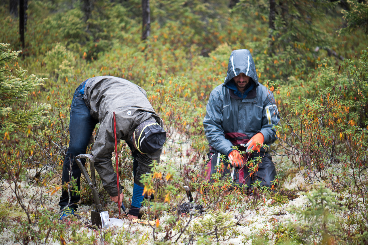 Le phénomène « d’arbustation » se traduit par une croissance de petits arbustes de plus en plus étendue.