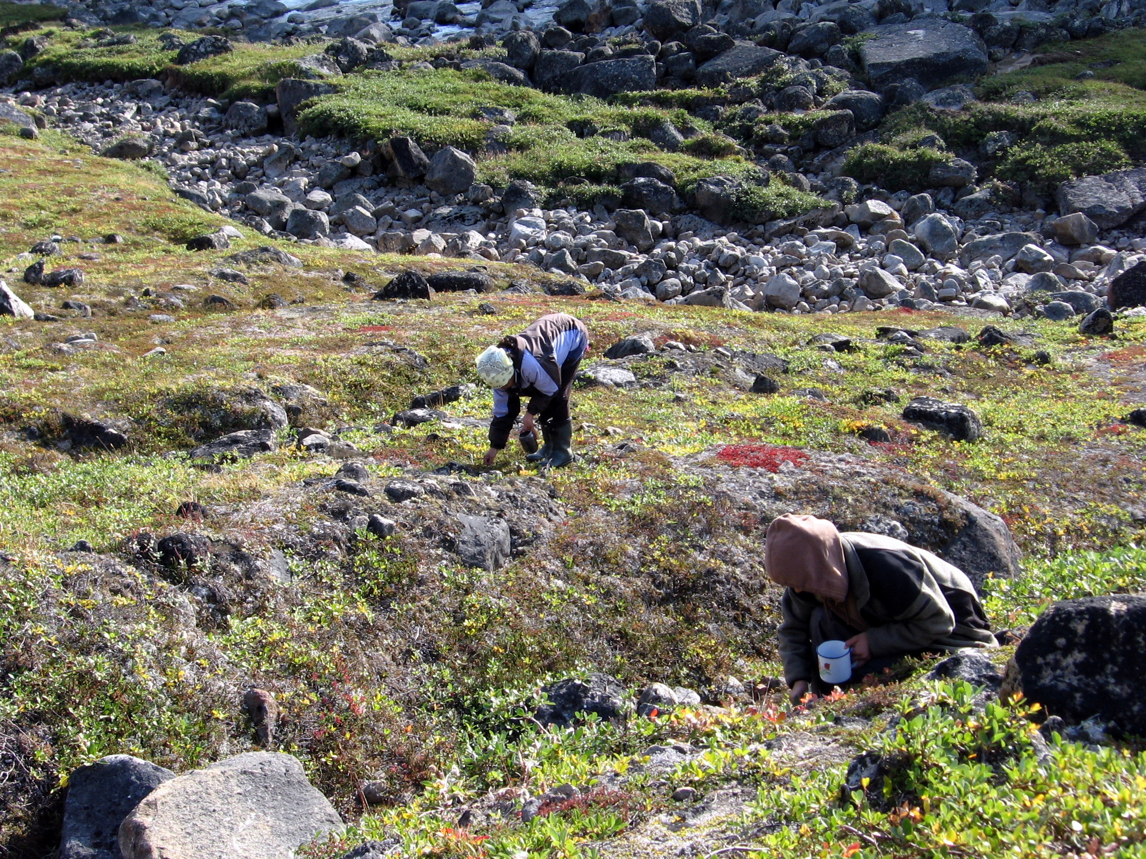 les-bleuets-feront-ils-encore-bleuir-la-toundra-cueillette