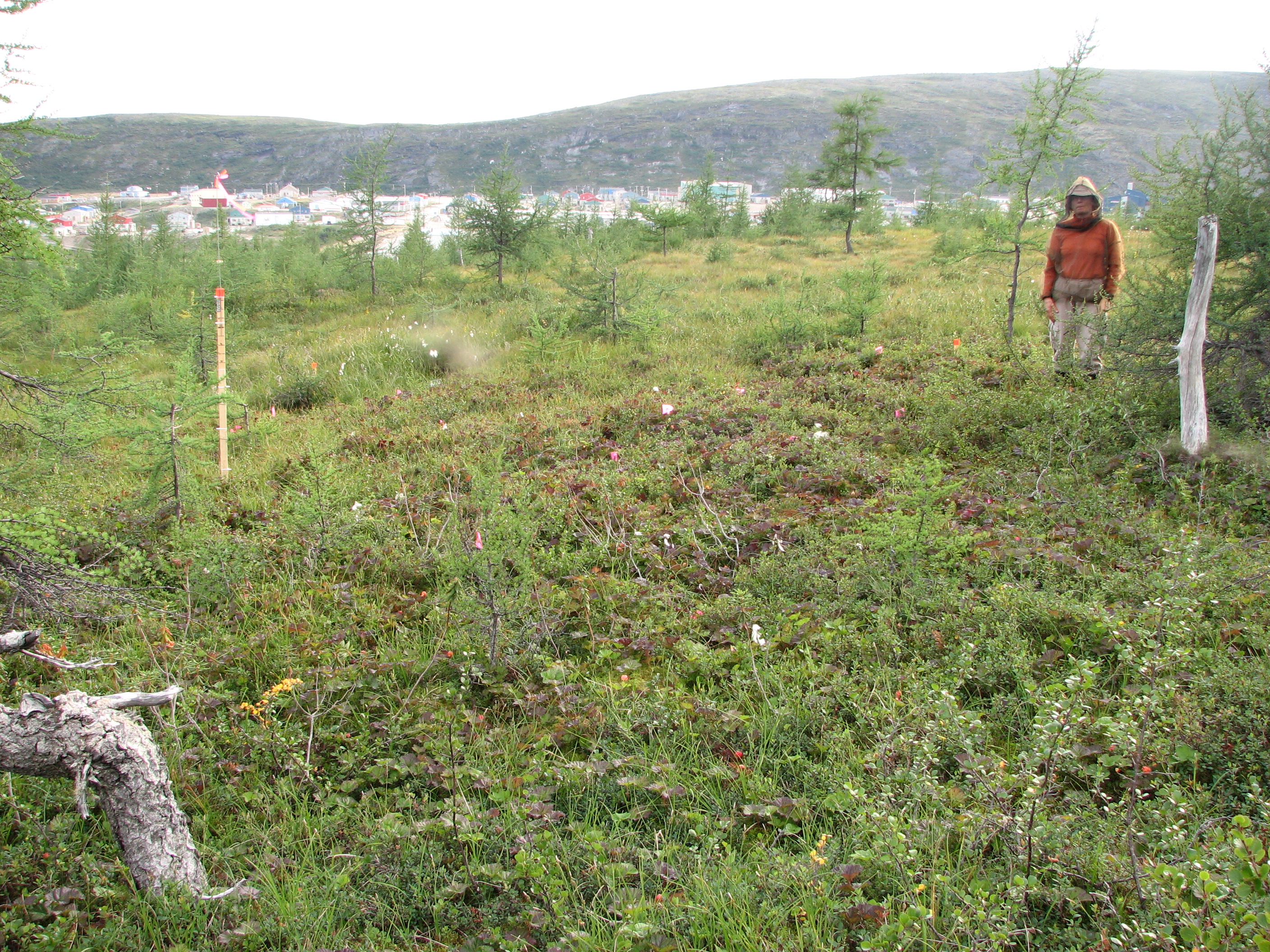 les-bleuets-feront-ils-encore-bleuir-la-toundra-parcelleChicote