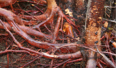 un-reseau-insoupconne-d-echanges-souterrains-anastomoses